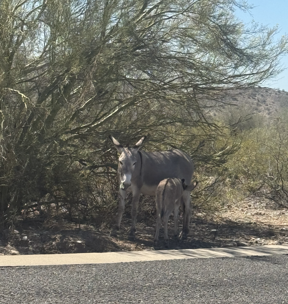 donkeys nursing